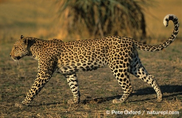 ARKive image GES075071 - Leopard