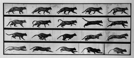 PLATE 717 - Cat; trotting; change to galloping